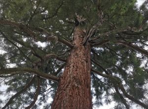 Mamut-Baum Stamm bis Krone